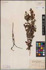 Foto von Salix aurita L.